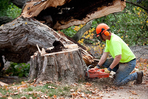 How Our Tree Care Process Works  in  Pittsfield, MA
