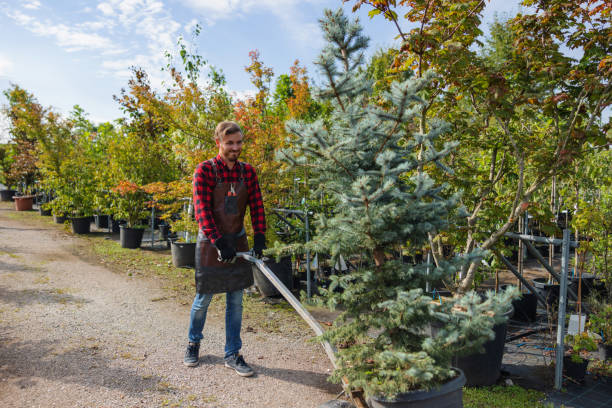 Best Root Management and Removal  in Pittsfield, MA
