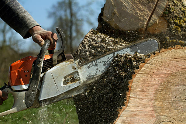 Best Tree Trimming and Pruning  in Pittsfield, MA